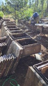 Mật Ong Nguyên Chất ĐĂK LĂK ( 500ml ) - Mật Ong Hoa Cà Phê