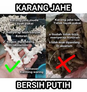 karang jahe bersih putih media filter aquarium 5 kilogram