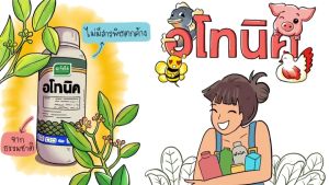 ชุดบำรุงรวงอ่อน(เจียไต๋) อโทนิค (100 มล. 2 ขวด) + นิวฟอส (1 ลิตร) + พาบินส์ 250 มล.