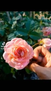 Lam Gió (Louver) Tôn Mạ Màu Đỏ Đậm - Độ Dày Lam Gió 0.45mm- Đơn Giá / 1 Khung