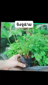 ต้นจิงจูฉ่ายในถุงดำ พร้อมปลูก