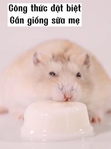 Thức ăn dặm pudding sữa dê Bucatstate cho chuột Hamster Sóc Nhím vitamin protein từ sữa dê vỗ béo dinh dưỡng Cung cấp chất dinh dưỡng các vitamin & protein từ sữa giúp tăng đề kháng kích thích ăn ngon vỗ béo