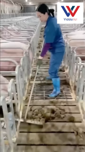 60cm Dung Scraper Industrial Power for Farm Waste Shovel Head Replacement Household Manure Shovel