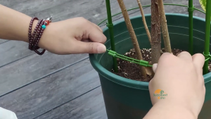 Plant Support Stick Ring Penyangkut Tumbuhan Panjat Tanaman Pokok Bunga Holder Flower Frame Stand Stick Climbing 植物支架