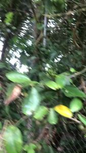 CHANH VÀNG ÚC KHÔNG HẠT.cây cao 50cm đến 80cmThu hoạch trái sau 6 tháng trồng cam kết chuẩn giống