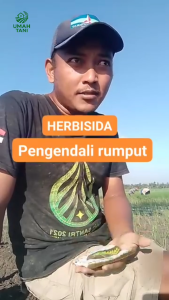 TI-GOLD 10WP TIGOLD FMC HERBISIDA Sistemik Pra Tumbuh Obat Rumput Padi Pengendali Gulma dan Teki