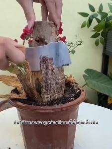 ช่วยบำรุงต้น พืชโตไว ใบเขียวหนา ปุ๋ย ปุ๋ยชีวภาพ ธรรมชาติ ชีวภาพ พืช ใบเขียว โตเร็ว เร่งต้น เร่งใบเขียว