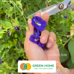 Hạt Giống Hoa Đậu Biếc Greenhome Gói 1gr~15 hạt Sai Hoa Màu Rực Rỡ Dễ Trồng Quanh Năm Nảy Mầm Cao H06