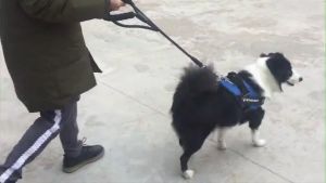 Đai yếm K9 phản quang vải Oxford dắt chó to lớn và vừa – Đen Ta pet shop