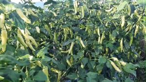 BENIH CABE CABAI RAWIT MADUN CAP MUTIARA BUMI ISI 500 BUTIR