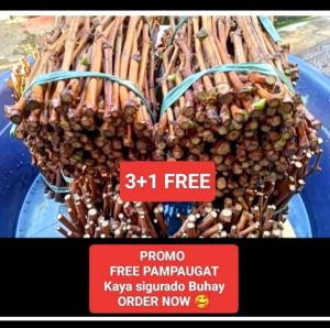 CARDINAL PLANTS 2+1  RED GRAPES CUTTINGS 10+1 WITH NA PAMPA UGAT NA KAYA SIGURADO MABUBUHAY plant only ORDER NOW