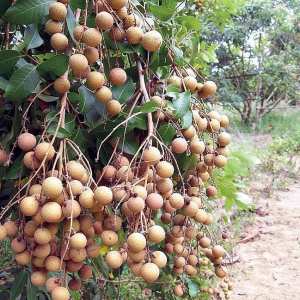(Bisa COD) Orisinil Bibit Pohon Kelengkeng Diamond Klengkeng River Lengkeng Buah 6 bulan bisa berbuah