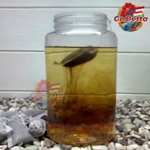 🇸🇬 GOBETTA Channa Maru Fish Liquid Auranti Limbata Pulchra Asiatica Special Treatment Fast Mutation Cairan Setan Ikan Channa CHANNA SHOP CHANNA STORE FISH SHOP CHANNA OUTLET CHANNA RETAIL CHANNA RETAIL SHOP CHANNA SINGAPORE ONLINE SHOP CHANNA MARKET