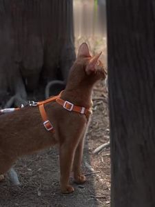 Hamshmoc Pet Đi Bộ Thiết Lập Mềm Polyester Dây Đeo Mở Rộng Dẫn tay cầm thoải mái Ngoài Trời