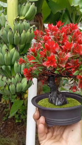 บอนไซเทียมต้นไม้พลาสติกสีเเดง ชีวิตสดใสอยู่เสมอ ขนาด 25cm x 33cm