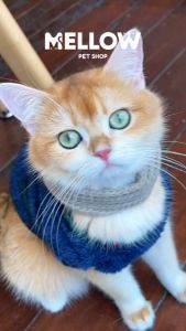 Baby Xmas (สำหรับน้องหมาน้องเเมว)