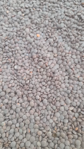 Lentils Whole Black/ Dhal Masoor Hitam/Lentils 500g-1kg(Premium Quality)