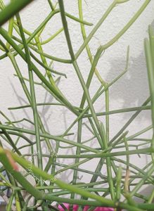Euphorbia Tirucalli/Anak pokok telulang/Pencil cactus (Herbal) 光棍树
