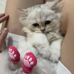 Cute Cat Dog Socks Foot Covers Pet Shoes Anti-Scratch Summer Proof against Dirt Small Cat Universal Pet Supplies