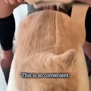 【Buy 1 Take 1】Pet Hair Grooming Comb With Release Button For Easy Hair Removal. Gentle Hair Removal And Massage To Reduce Hair Loss And Tangling Suitable For All Pets. Manual Removal Of Long/Short Cat Hair