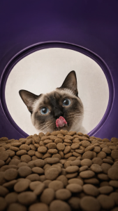 Wishbone Ocean Cat New Zealand King Salmon. Gluten Free Grain Free Dry Cat Food for Overall Pet Health