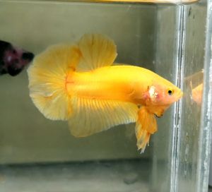 Solid Yellow Halfmoon Plakat HMPK Betta Fish / Ikan Laga/ 斗鱼 (Not random fish)16