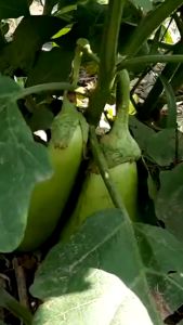 100pcs Long GREEN Eggplant Seeds Amor F1 Hybrid Easier To Plant Harvest For Garden Farming