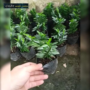 Cây Chân Rết giống - Cây Ráy Leo - Cây Ráy Bò -Cây Tràng Pháo - Cây Cơm Lênh