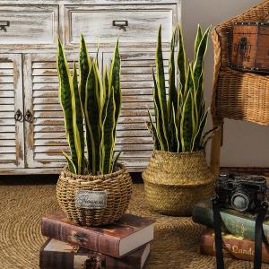 Indoor Decorative Faux Plant Variegated Sansevieria