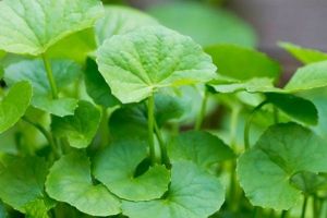 jual daun pegagan segar yang banyak manpaat dan hasiatnya dan ada bonus bibitnya  500 gram harga 20000.