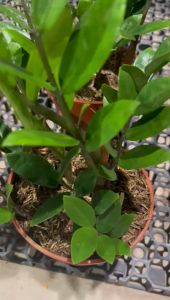 Buy beautiful ZZ Plant | Shipping fee included