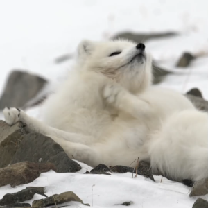 น้ำหอม L’CLOCHE กลิ่น ARCTIC FOX — WILDLIFE LIMITED COLLECTION