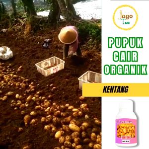 Pupuk Kentang Organik Terbukti Ampuh Lebatkan Kentang Gemuk Padat Berkualitas By Jagotani Yogyakarta
