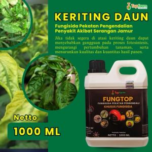Obat Tanaman Cabe Daun Keriting: Mengatasi Penyakit Layu Fusarium & Pusarium