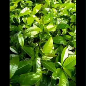 PAKET 10 Bibit Tanaman Daun Salam Bumbu