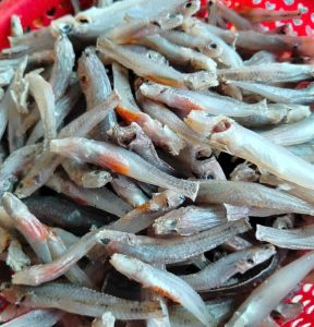 khô cá bốngbóng sông các loại phơi khô 3 nắng túi 500g