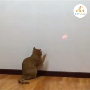 【PETZOOM】Cat laser funny stick cat teaser pointer red laser point 2 in 1 modes pointer