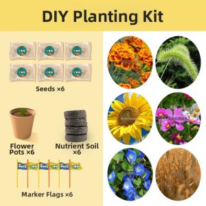 Hui Cheng Toys | Educational DIY Plant Growing Toy Kit