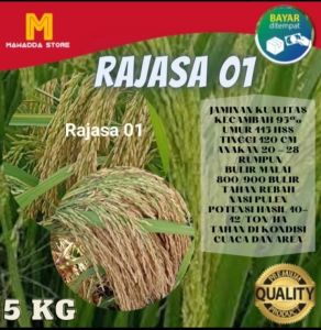 BENIH PADI RAJASA 01 KEMASAN 5KG