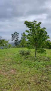 VLIFE GLORY DURIAN BELANDA CUKA 2BOTOL (720ML + 720ML) / Vlife Glory SOURSOP VINEGAR 2 BOTTLES (720ML+720ML)  / 红毛榴莲醋 2瓶装 （720毫升+720毫升）