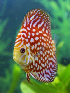 Discus Aquascape / Discus Pigeon Polkadot kualitas terbaik