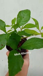 chậu lá xoài chậu cây miễn chéncây thuốc hàn tam nhân đã-Vườn Minh Khương