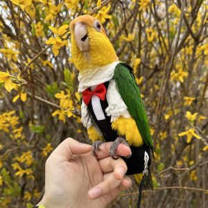 Stylish Suit Style Disposable Diapers for Parrot Birds Flight Clothes Shit Pouch Reusable Physiological Pants Clear Little Dream