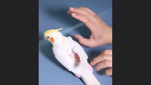 Quần áo kiêm tã vải cho Chim Vẹt - Love Pets Shop