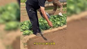 5000pcs Spring Onion Seeds: A Comprehensive Guide