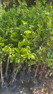 ต้นมะนาวแป้นสุขประเสริฐ เปลือกบาง น้ำเยอะ มีกลิ่นหอมแรง รสเปรี้ยวจัด ติดผลง่าย