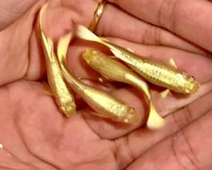 24k Gold Guppy 🇻🇳/ Ikan Guppy 24k Emas / 24k黄金孔雀鱼