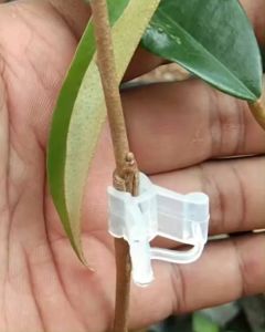10 Pcs - Small Clear Grafting Clip for Seedling Model A | Klip Kecil Bening Sambung Pucuk Batang Bibit Tanaman
