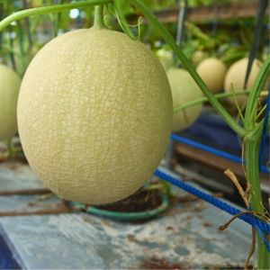 Benih Bibit Melon Orange F1 Hybrid - ROCHO - Reinnon Seed