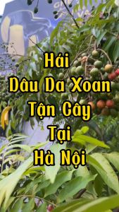 Cây giống TÁO VỎ ĐỎRUỘT ĐỎ MỸ NHẬP KHẨU